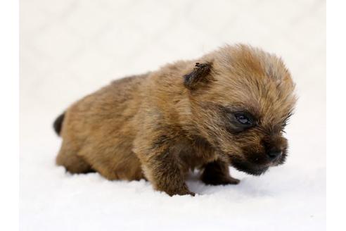 成約済の栃木県のノーフォークテリア-14927の2枚目