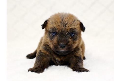 成約済の栃木県のノーフォークテリア-14928の2枚目