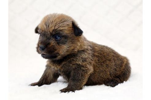 成約済の栃木県のノーフォークテリア-14928の3枚目