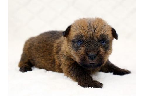成約済の栃木県のノーフォークテリア-14928の1枚目