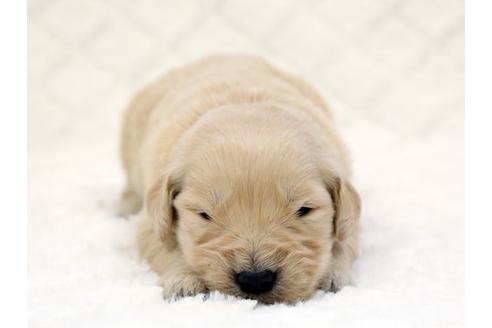 成約済の栃木県のゴールデンレトリーバー-14930の3枚目