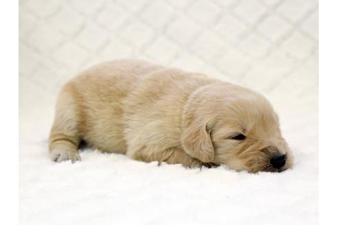 成約済の栃木県のゴールデンレトリーバー-14930の1枚目