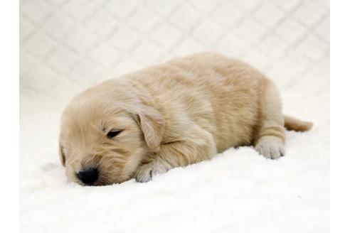 成約済の栃木県のゴールデンレトリーバー-14930の2枚目