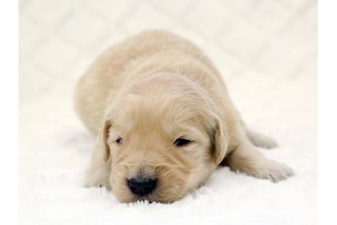 成約済の栃木県のゴールデンレトリーバー-14931の1枚目