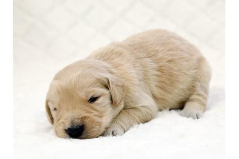 成約済の栃木県のゴールデンレトリーバー-14931の2枚目