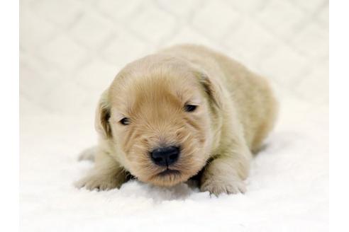 成約済の栃木県のゴールデンレトリーバー-14932の1枚目