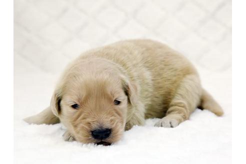 成約済の栃木県のゴールデンレトリーバー-14932の2枚目