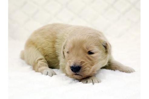 成約済の栃木県のゴールデンレトリーバー-14932の3枚目