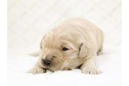 成約済の栃木県のゴールデンレトリーバー-14933の1枚目