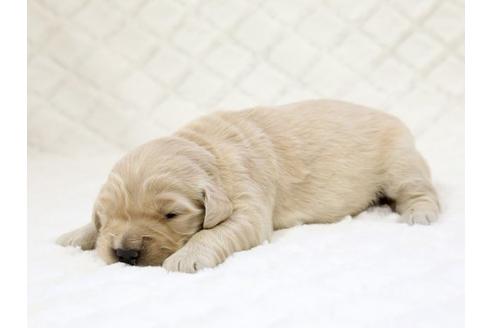 成約済の栃木県のゴールデンレトリーバー-14933の3枚目