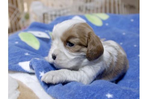 成約済の埼玉県のキャバリアキングチャールズスパニエル-14269の2枚目