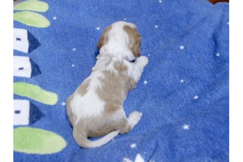 成約済の埼玉県のキャバリアキングチャールズスパニエル-14269の3枚目