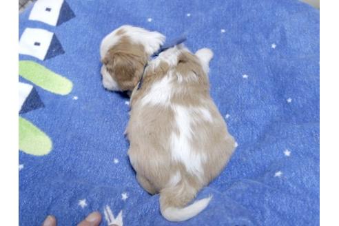 成約済の埼玉県のキャバリアキングチャールズスパニエル-14271の3枚目