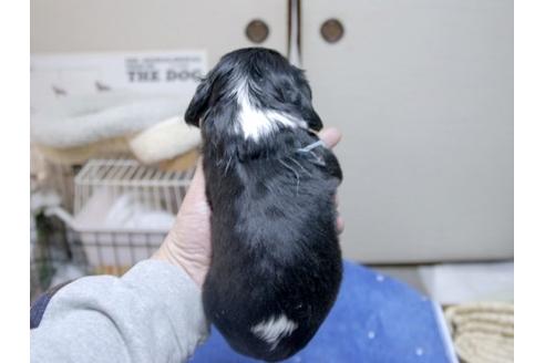 成約済の埼玉県のキャバリアキングチャールズスパニエル-14501の3枚目