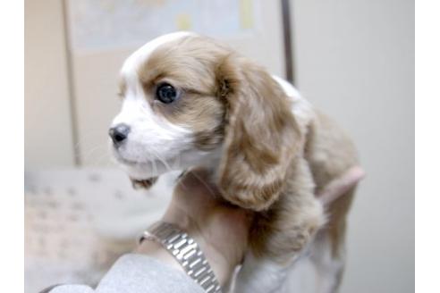 成約済の埼玉県のキャバリアキングチャールズスパニエル-13194の2枚目