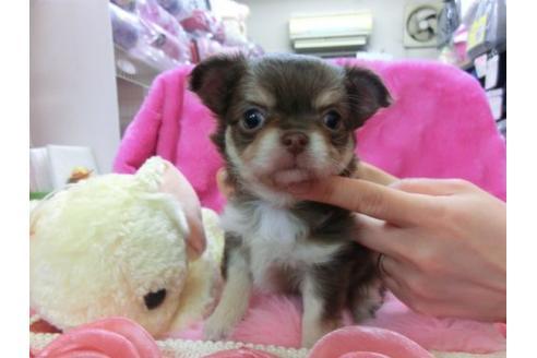 成約済の京都府のチワワ-14975の1枚目