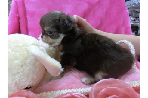 成約済の京都府のチワワ-14975の2枚目