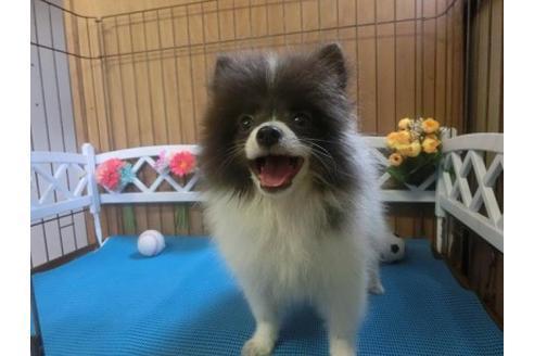 成約済の三重県のポメラニアン-14979の2枚目