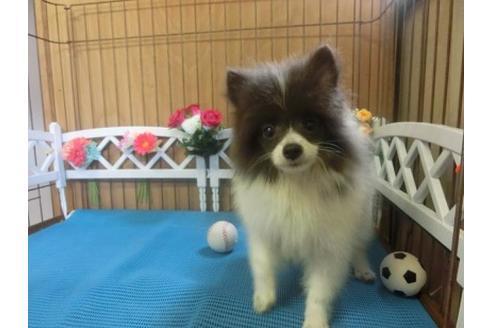 成約済の三重県のポメラニアン-14979の1枚目