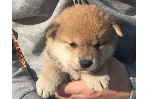 成約済の長崎県の柴犬-13831の1枚目