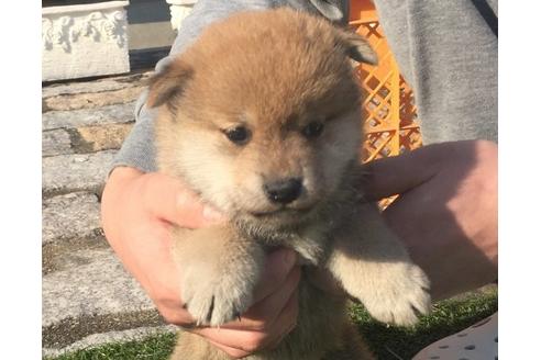 成約済の長崎県の柴犬-13831の2枚目