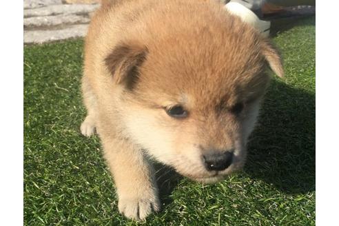 成約済の長崎県の柴犬-13831の3枚目