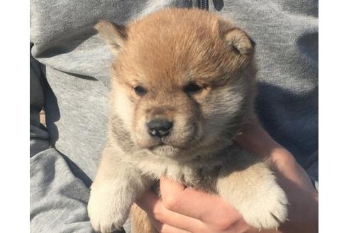成約済の長崎県の柴犬-13832の1枚目
