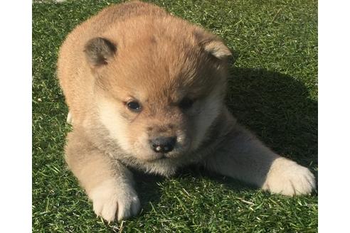 成約済の長崎県の柴犬-13832の2枚目