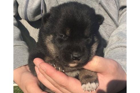 成約済の長崎県の柴犬-14259の1枚目