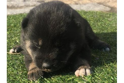 成約済の長崎県の柴犬-14259の3枚目