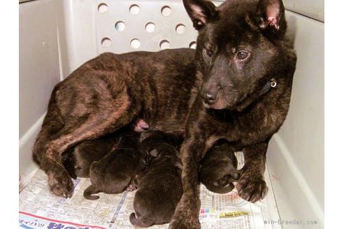 成約済の鹿児島県の甲斐犬-14995の2枚目