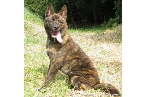 成約済の鹿児島県の甲斐犬-14995の1枚目