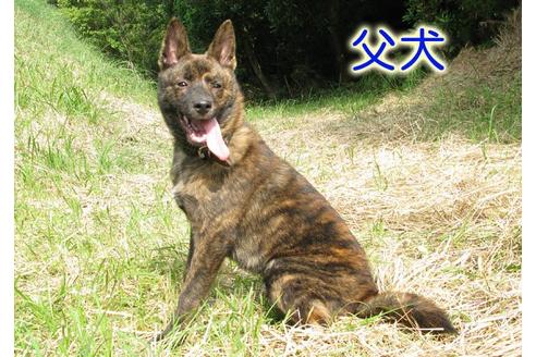 成約済の鹿児島県の甲斐犬-14998の2枚目