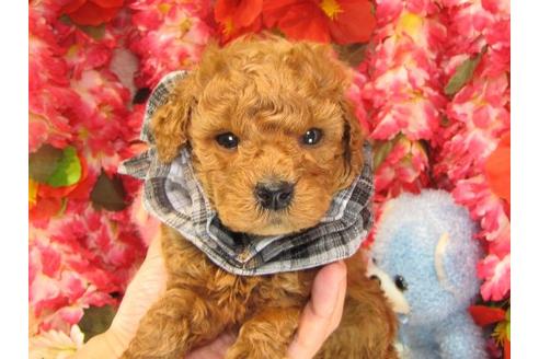 成約済の茨城県のトイプードル-15091の3枚目