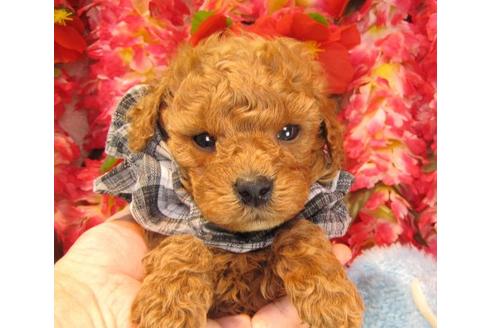 成約済の茨城県のトイプードル-15091の1枚目