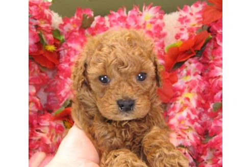 成約済の茨城県のトイプードル-15091の2枚目