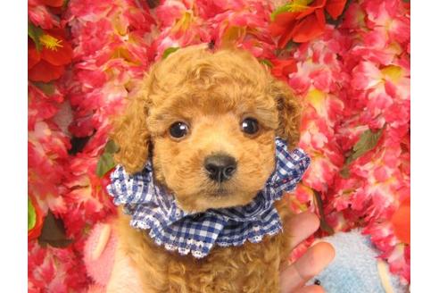 成約済の茨城県のトイプードル-15092の1枚目