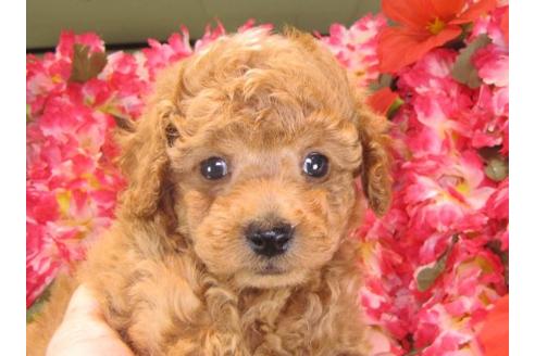 成約済の茨城県のトイプードル-15092の2枚目