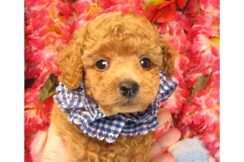 成約済の茨城県のトイプードル-15092の3枚目