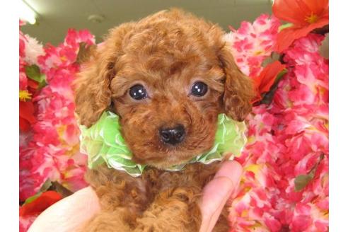 成約済の茨城県のトイプードル-15093の1枚目