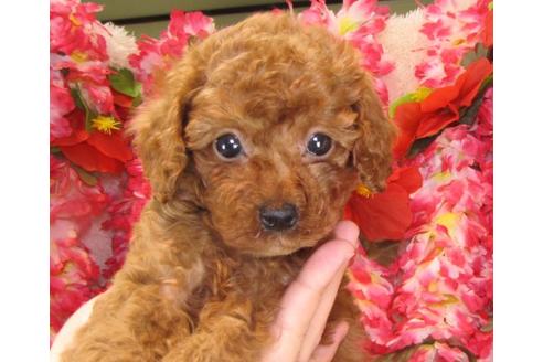 成約済の茨城県のトイプードル-15093の2枚目