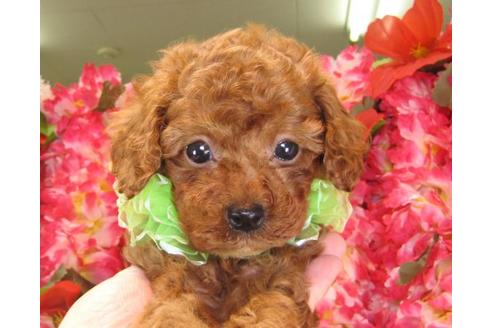 成約済の茨城県のトイプードル-15093の3枚目