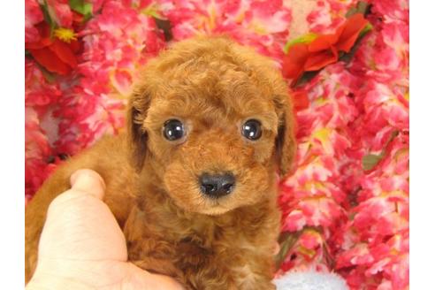 成約済の茨城県のトイプードル-15094の2枚目