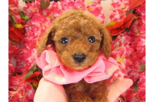 成約済の茨城県のトイプードル-15094の3枚目