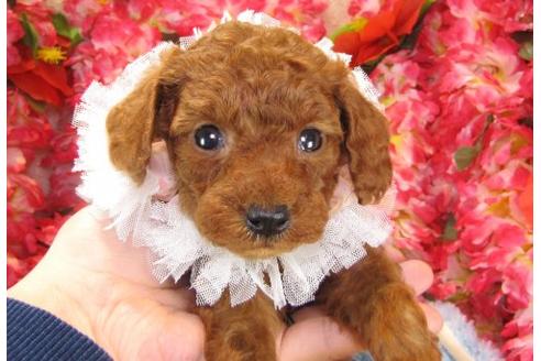 成約済の茨城県のトイプードル-15095の1枚目