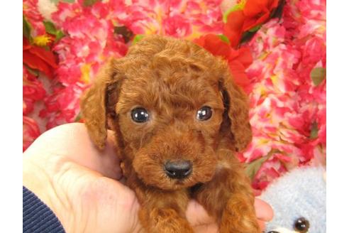 成約済の茨城県のトイプードル-15095の2枚目