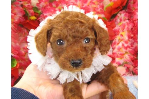 成約済の茨城県のトイプードル-15095の3枚目