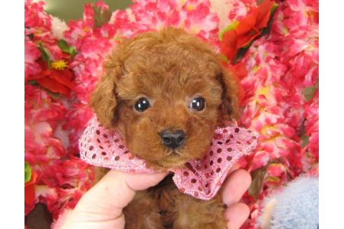 成約済の茨城県のトイプードル-15096の3枚目