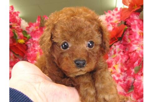 成約済の茨城県のトイプードル-15096の1枚目