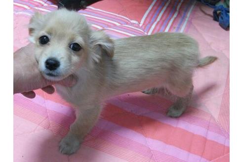成約済の岐阜県のミックス犬-14764の1枚目